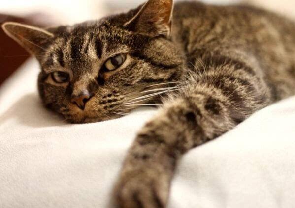 标准足球场面积解析：从尺寸到维护的全面指南