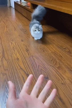 为什么我家猫的屁股总飘来谜之臭味? 为什么我家猫的屁股总飘来谜之臭味?