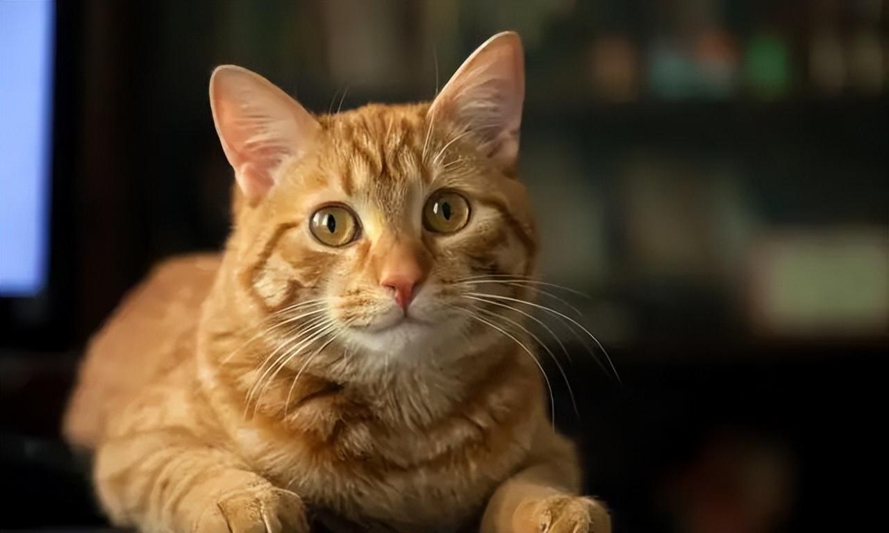 猫咪打喷嚏停不下来是得了重病吗？