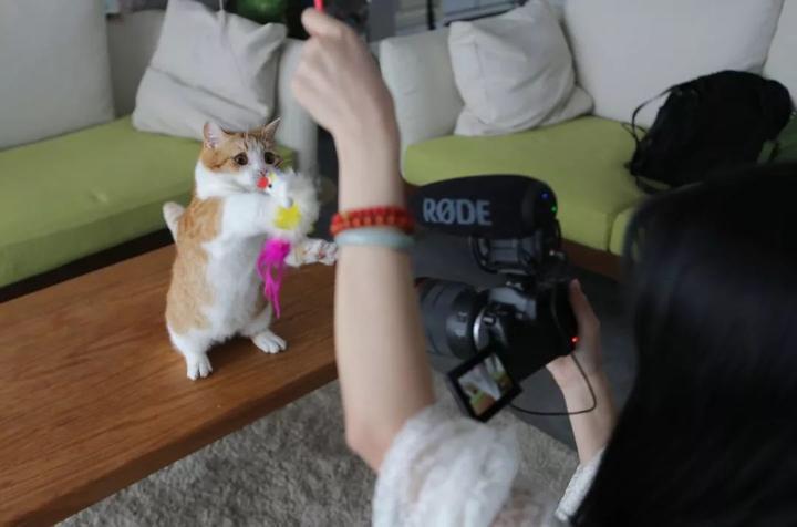 新手铲屎官如何在猫咪社区官网少走弯路？