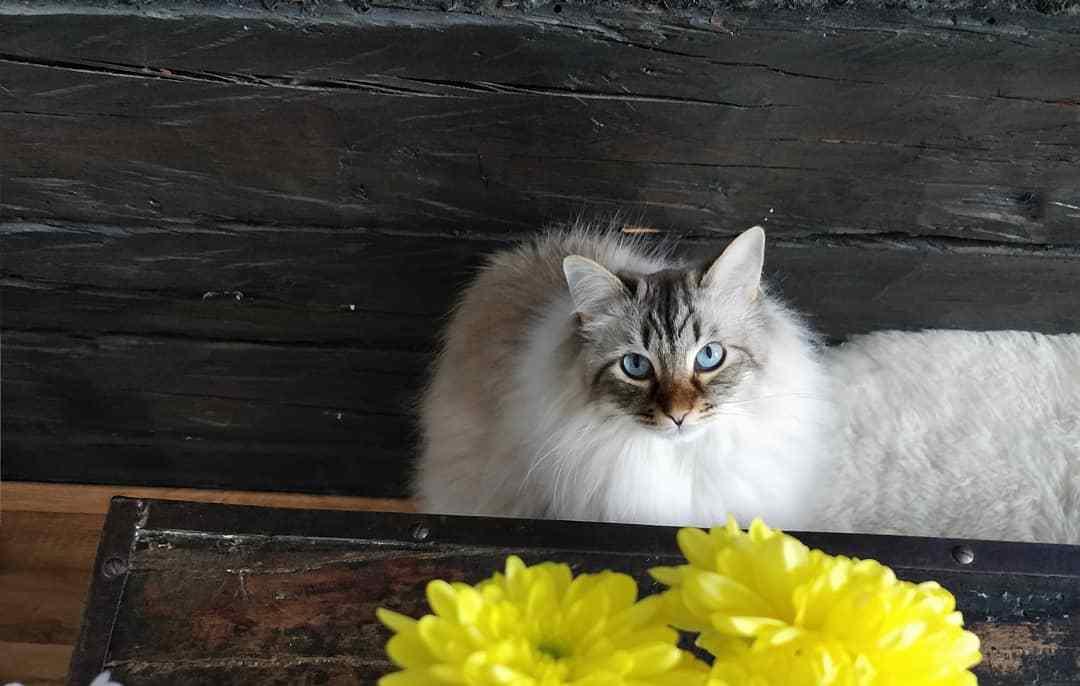 猫咪尿血可能是结石作祟？铲屎官该如何应对？