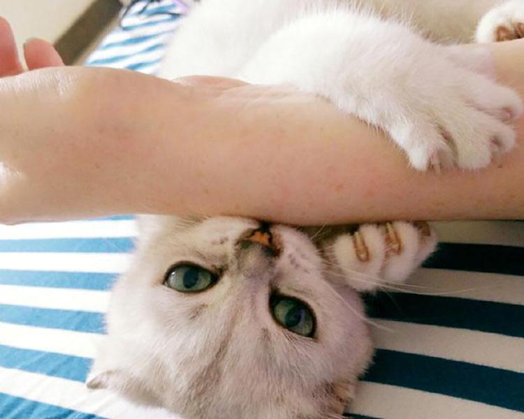 猫咪偷吃橘子会中毒吗？