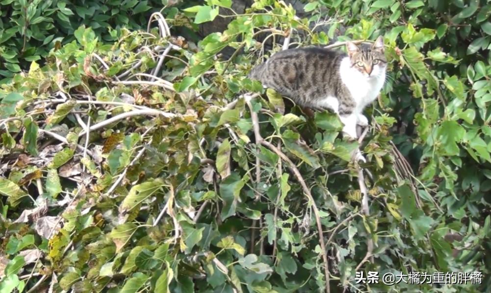 猫咪吃瘦肉会中毒吗？