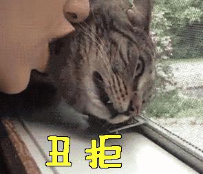 新手写猫咪小说怎么才能让读者欲罢不能？