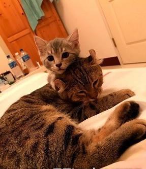 宇视名列大学生最想就业科技公司TOP20