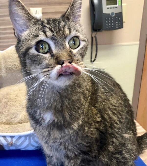 猫咪突然不吃东西是因为嘴唇溃疡吗？