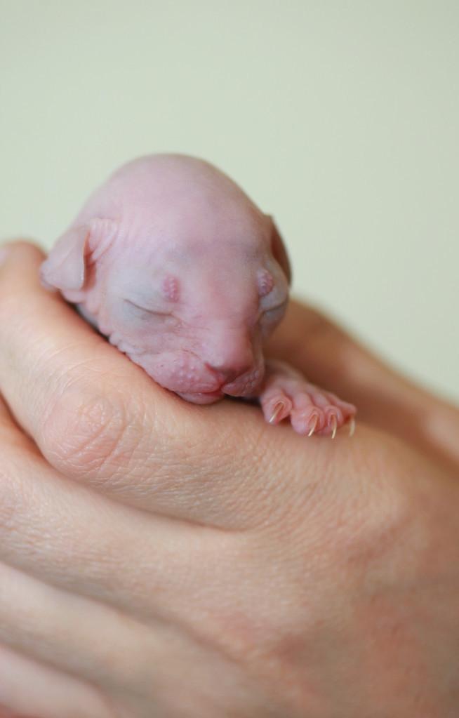 猫咪难产卡在产道里了怎么办？