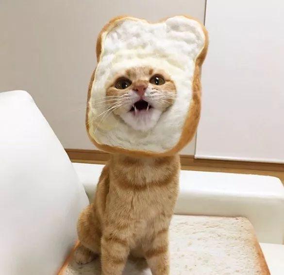 猫咪突然咬人是讨厌我吗? 猫咪突然咬人是讨厌我吗?