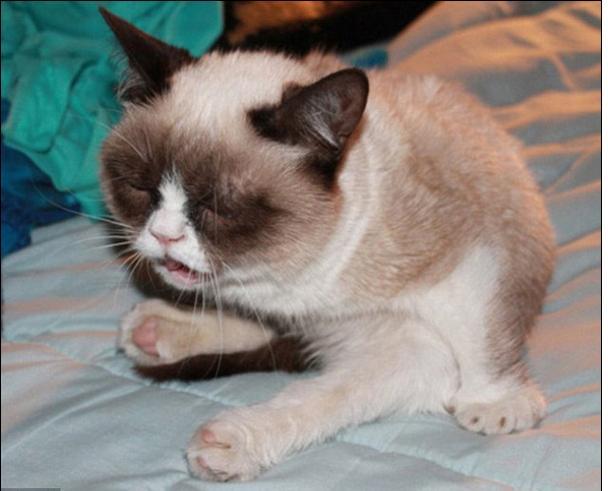 猫咪感冒多久能自愈？新手必看的保姆级护理手册