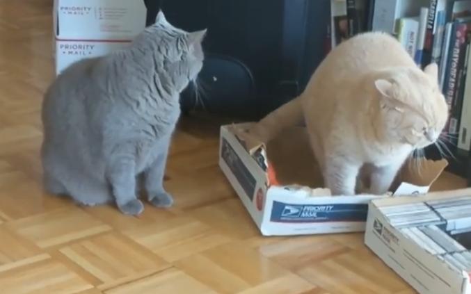 猫咪打架怎么办？新手铲屎官必看化解攻略