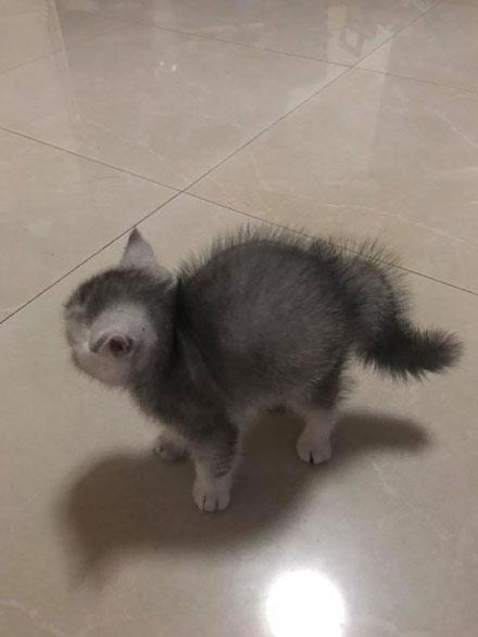 猫咪洗澡时炸毛真是因为怕水吗? 猫咪洗澡时炸毛真是因为怕水吗?