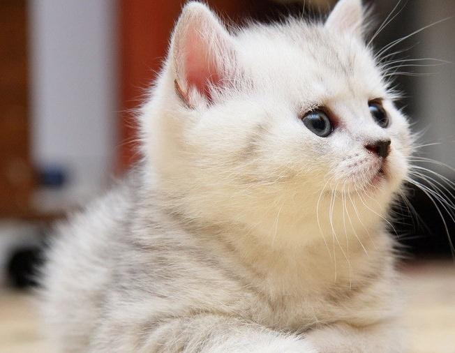 猫咪下巴突然肿了?可能是唾液腺囊肿在作怪! 猫咪下巴突然肿了?可能是唾液腺囊肿在作怪!