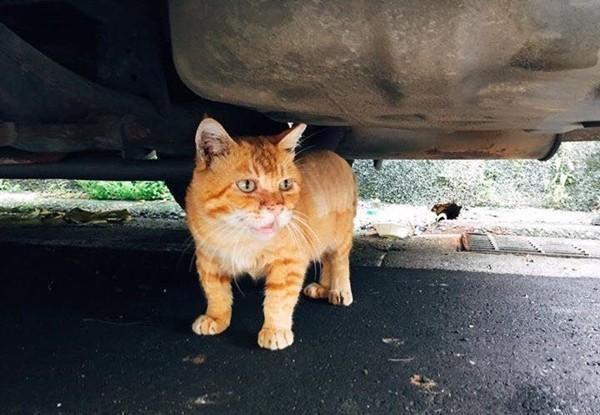 猫咪偷吃蛋白会不会出事？