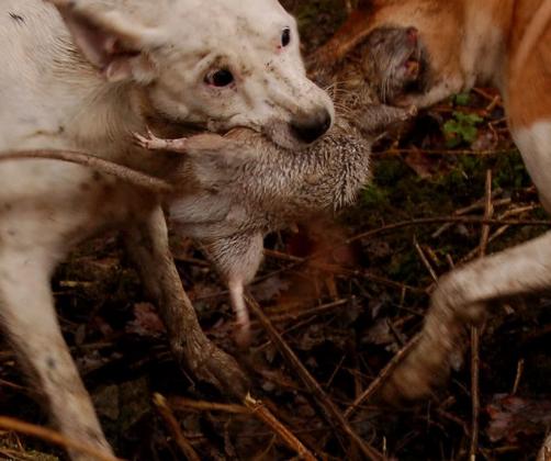 猫咪老师变身到底藏着什么秘密？