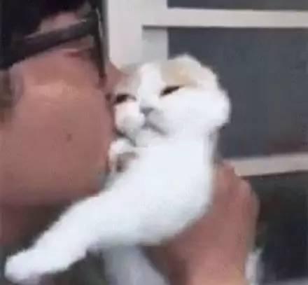 为什么我家猫主子总在半夜挠门？