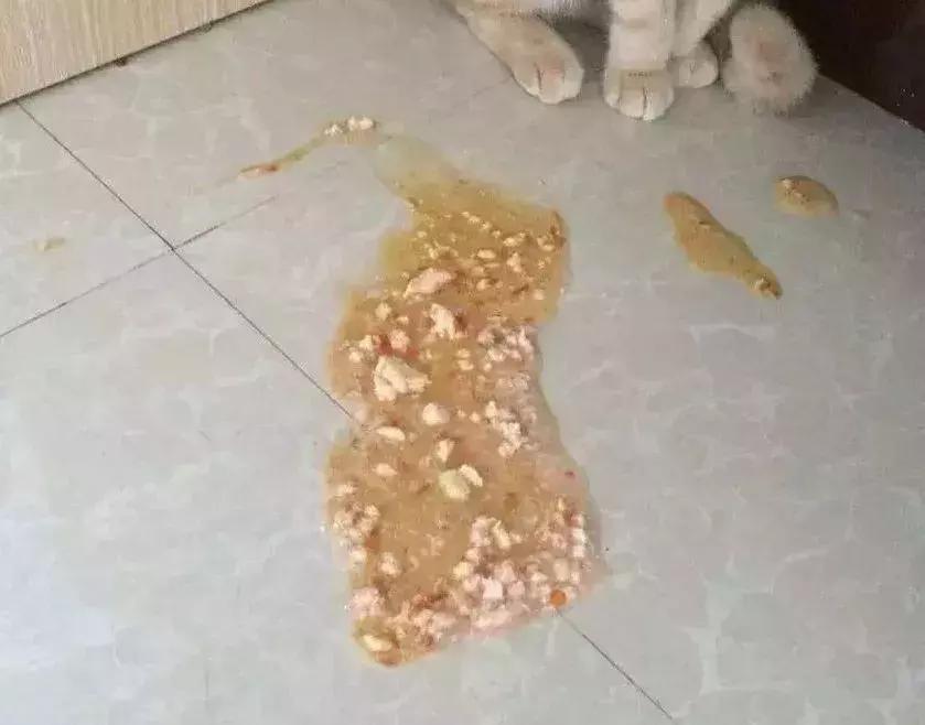 猫咪呕吐拉稀怎么办?这7个救命操作必须收藏! 猫咪呕吐拉稀怎么办?这7个救命操作必须收藏!