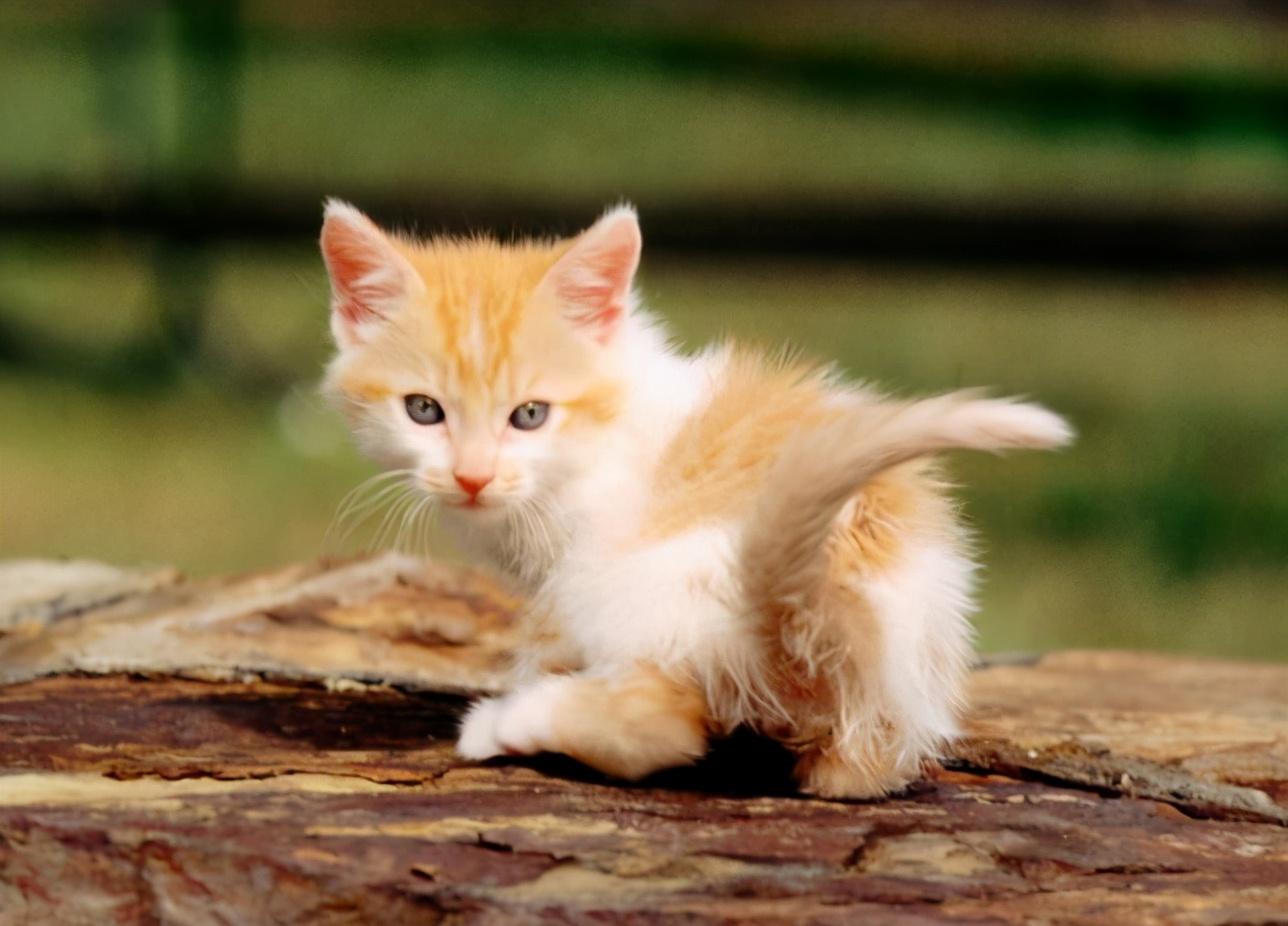 奥迪A6L二手车报价到底藏着多少猫腻？