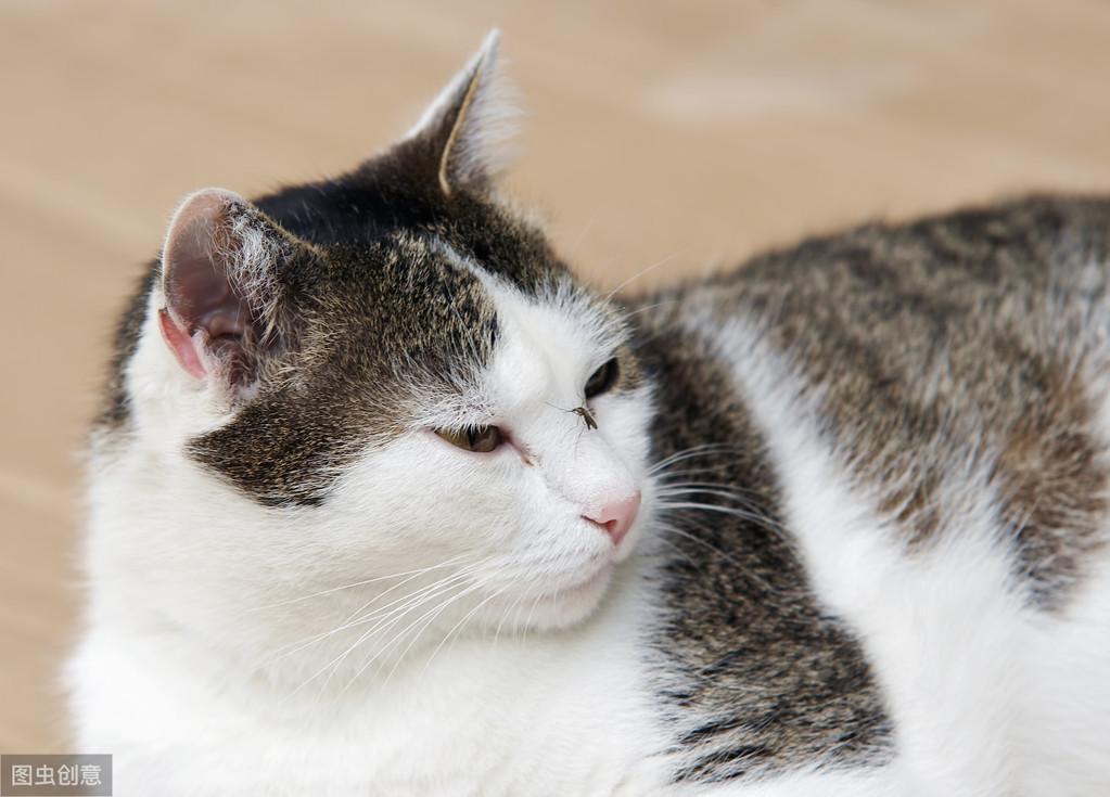 郑州日产皮卡D22能不能满足新手小白的所有幻想？