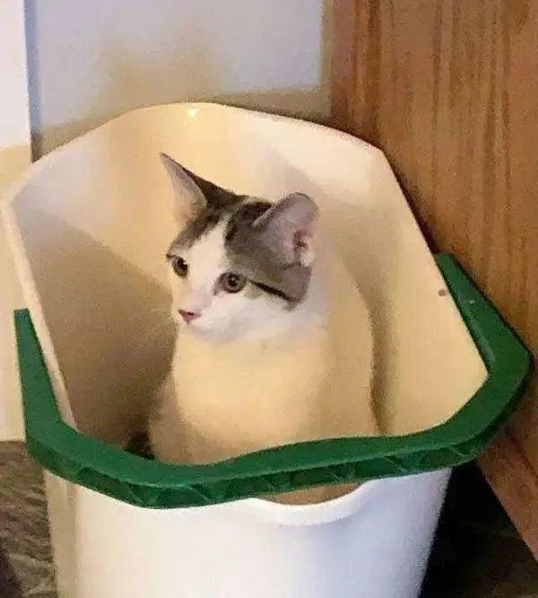 新手爸妈必看！养猫家庭生娃到底会不会翻车？