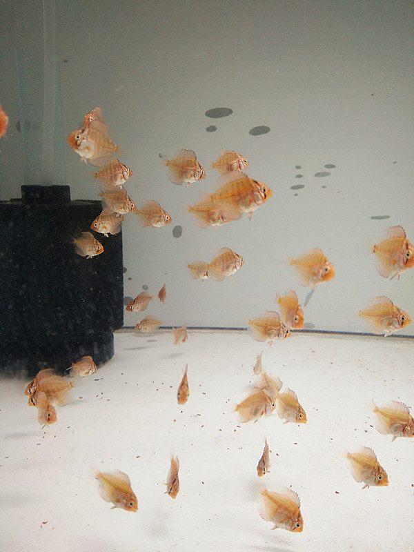 南美华人论坛到底能帮你解决哪些生存难题？