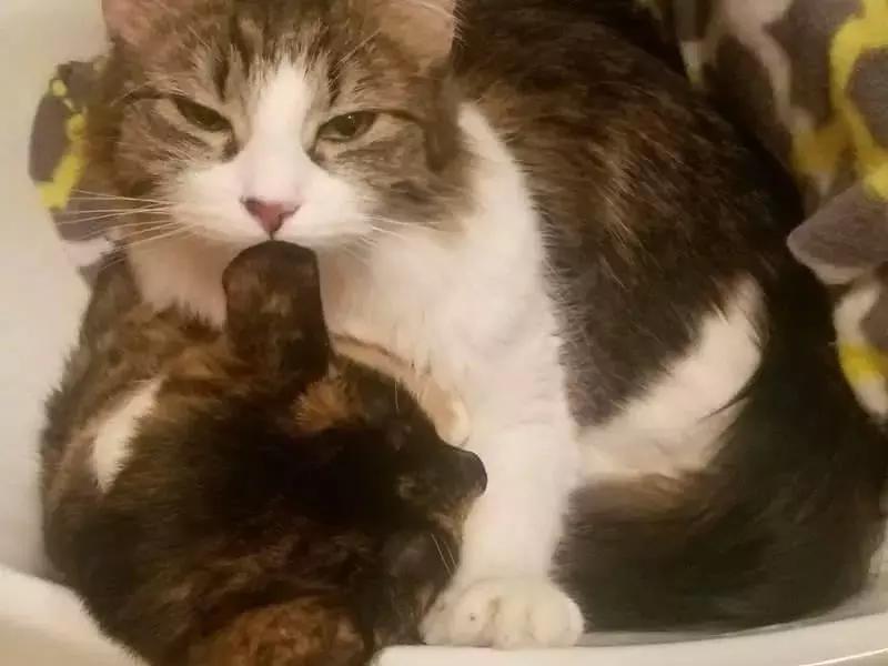 梦见小孩掉水里不见了的6大预兆解析：健康、财运、情感全指南