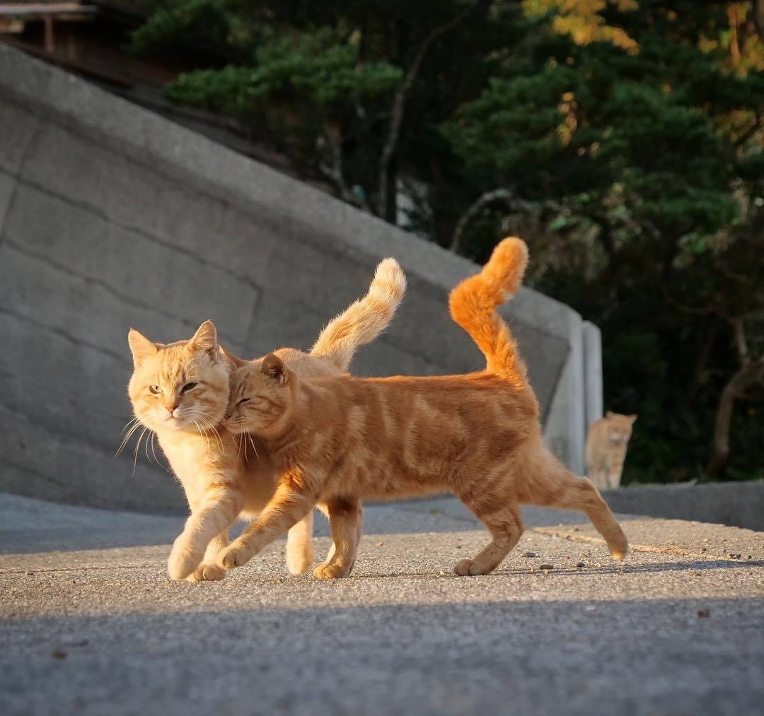 你家猫最近半夜嚎叫还疯狂掉毛？春天到底该怎么伺候主子？