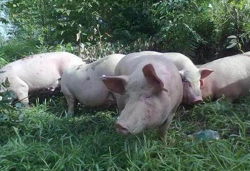 第八代索纳塔报价虚高?揭秘真实购车成本 省2万秘籍曝光 第八代索纳塔报价虚高?揭秘真实购车成本 省2万秘籍曝光