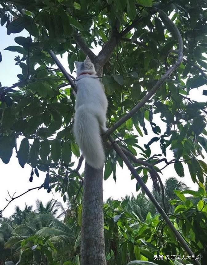 猫咪耳朵发霉了还能撸吗？