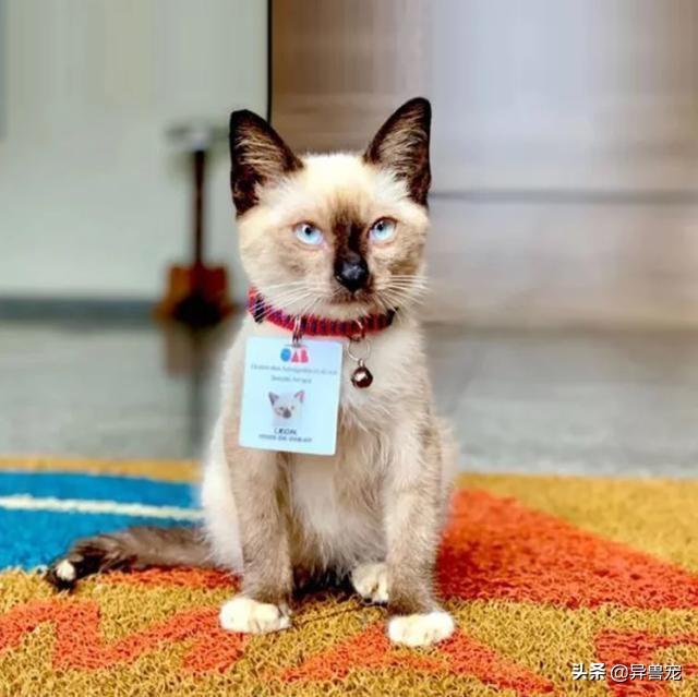 在家卖猫能月入过万?新手必看的9个真相 在家卖猫能月入过万?新手必看的9个真相