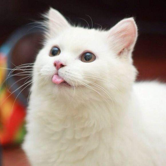 猫咪怀孕后乳头变粉就代表要产奶了吗？