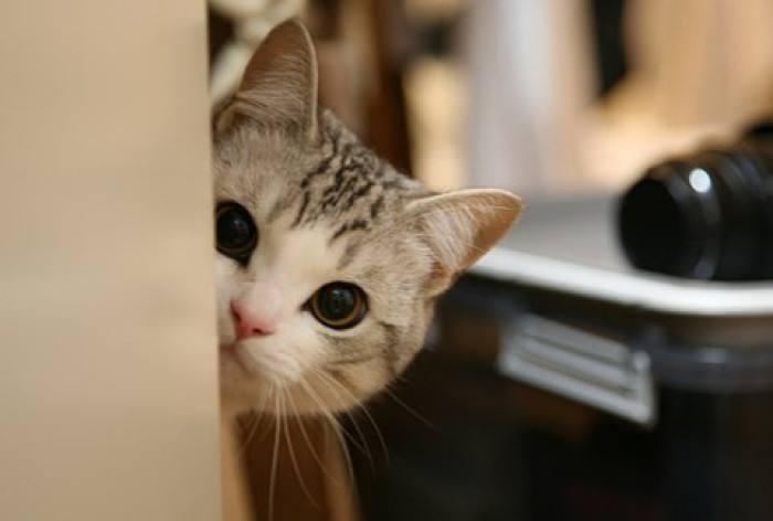 猫咪眼角总挂着眼屎，铲屎官该紧张吗？