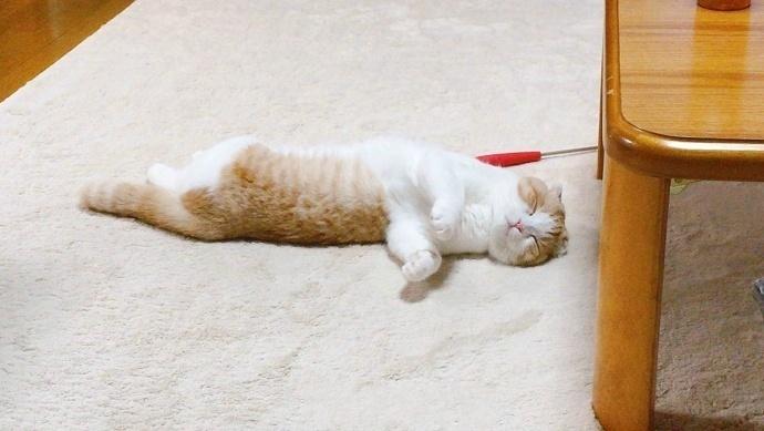 猫咪眼睛流血会死吗？