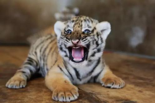 瑟瑟哒到底该怎么玩？新手必看避坑指南