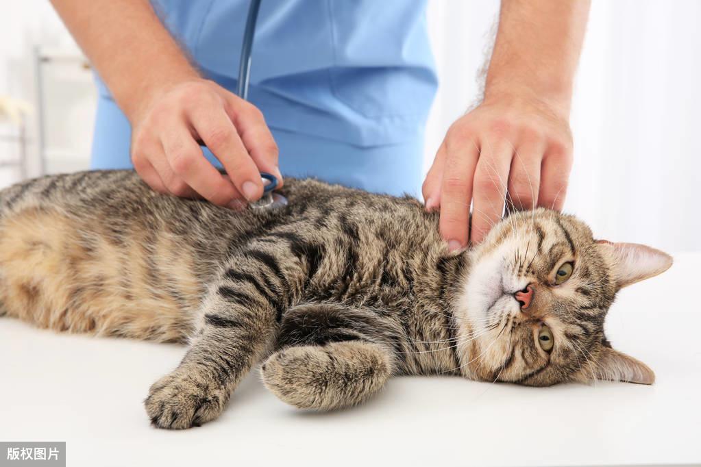 猫咪吐黄水怎么办?铲屎官必学的止吐急救指南 猫咪吐黄水怎么办?铲屎官必学的止吐急救指南