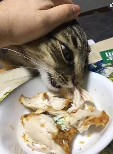 新来的猫主子三天不吃不喝正常吗? 新来的猫主子三天不吃不喝正常吗?