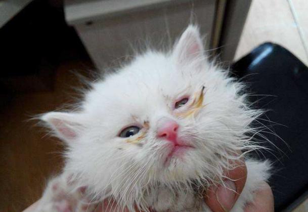 猫咪天天挂 眼屎项链 是生病了吗？