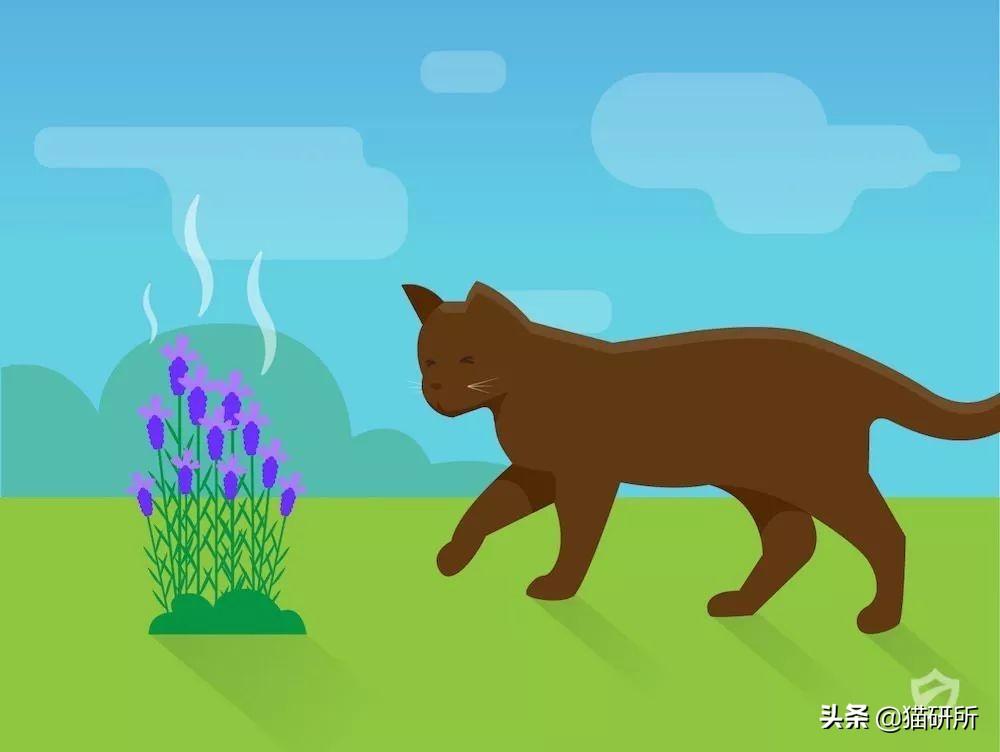 猫咪烦躁不安到底在闹哪样? 猫咪烦躁不安到底在闹哪样?