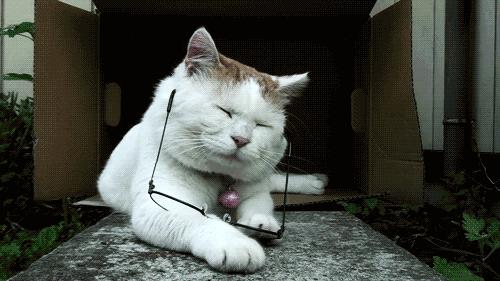 猫咪真的会自己跳楼吗? 猫咪真的会自己跳楼吗?