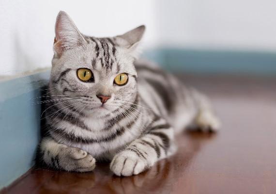 奥迪Q7真的是新手小白的最佳选择吗？