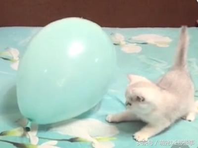 猫咪突然鼓成气球肚怎么办? 猫咪突然鼓成气球肚怎么办?