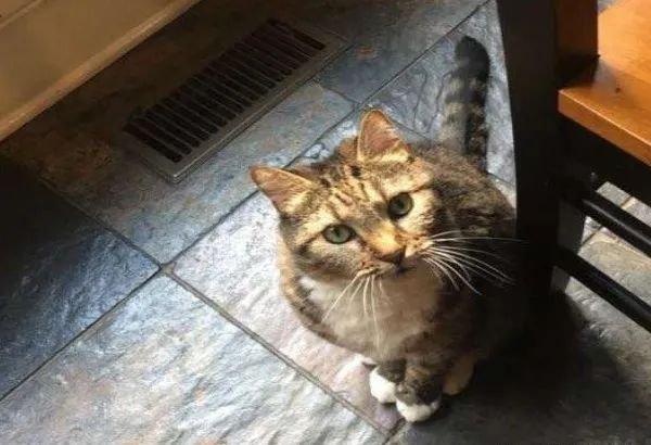 猫咪为什么总在地上滚来滚去？