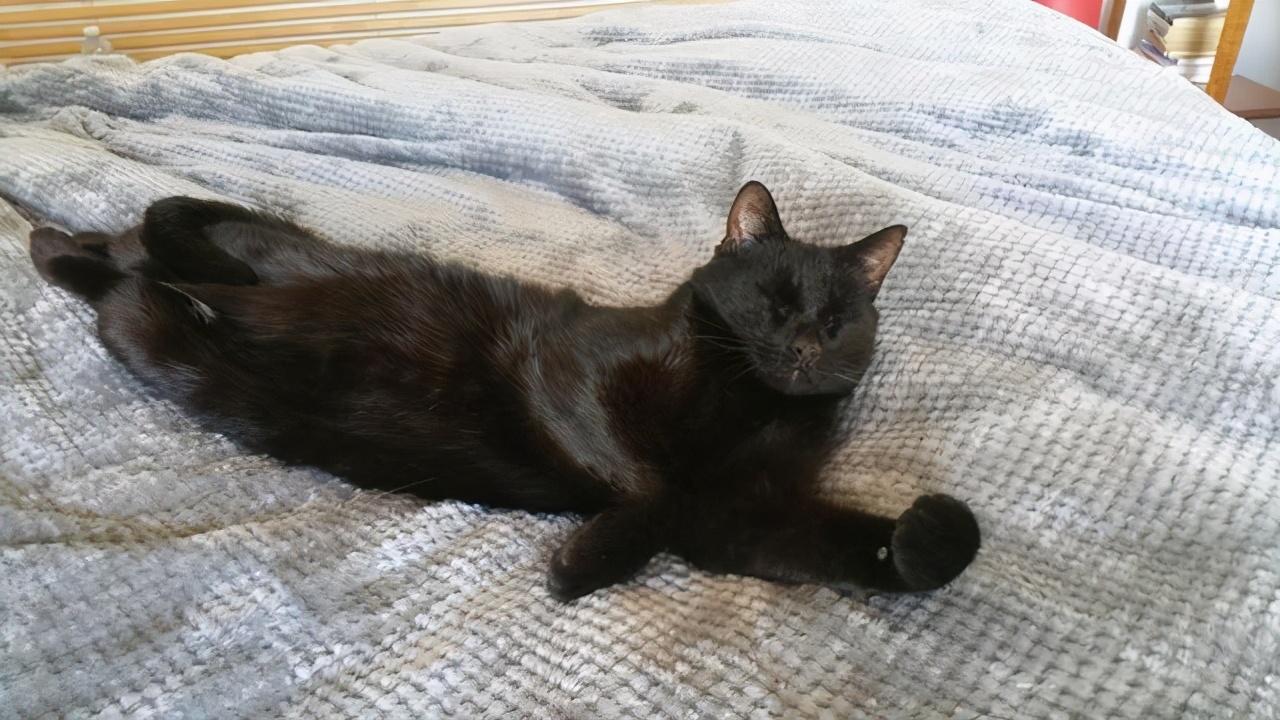 猫咪突然不吃不喝没精神？新手必看救命指南！