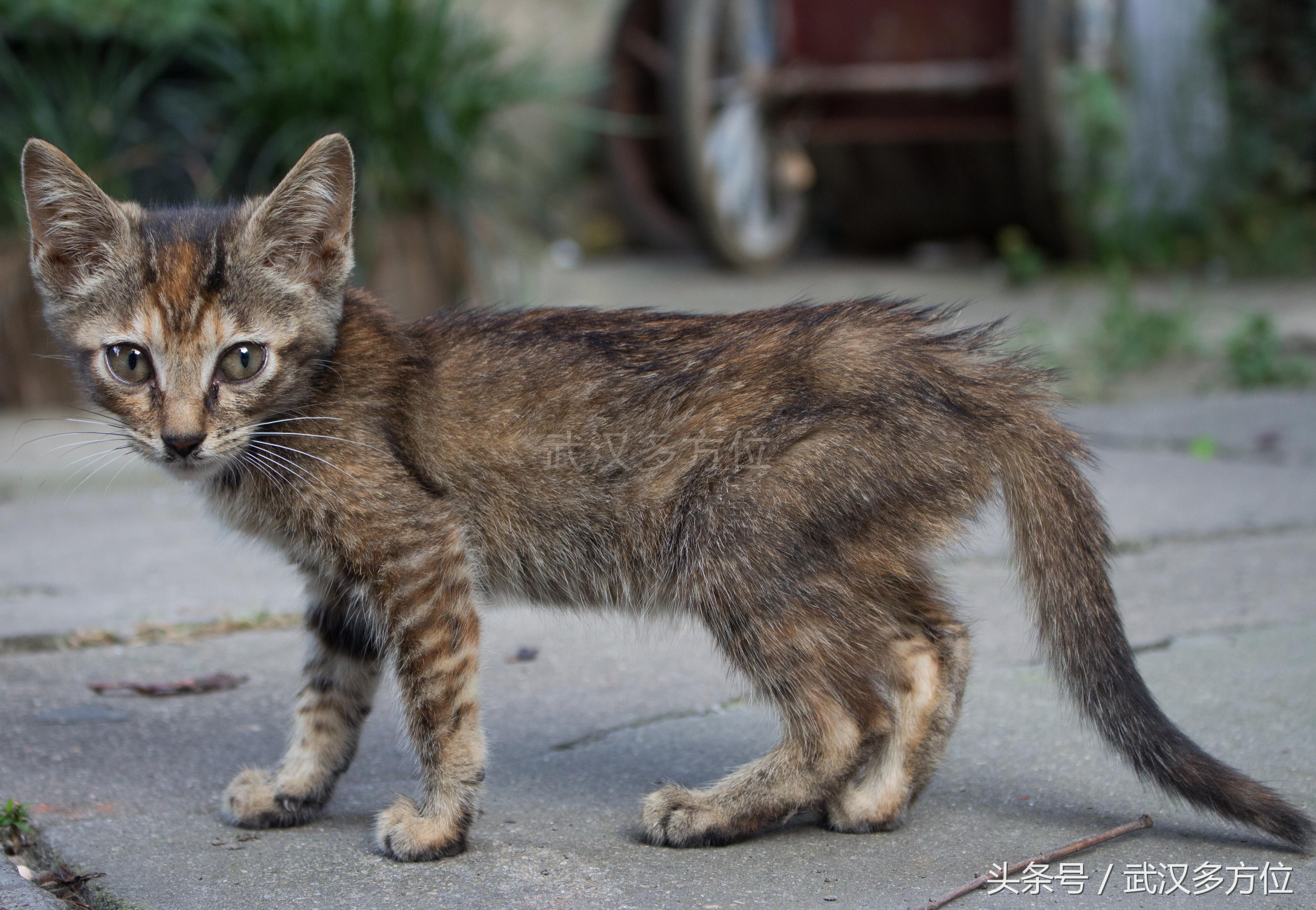新手如何在猫咪最新社区三天升到10级？
