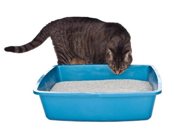 为什么说讴歌TL论坛是汽车小白的第一所实战学校？