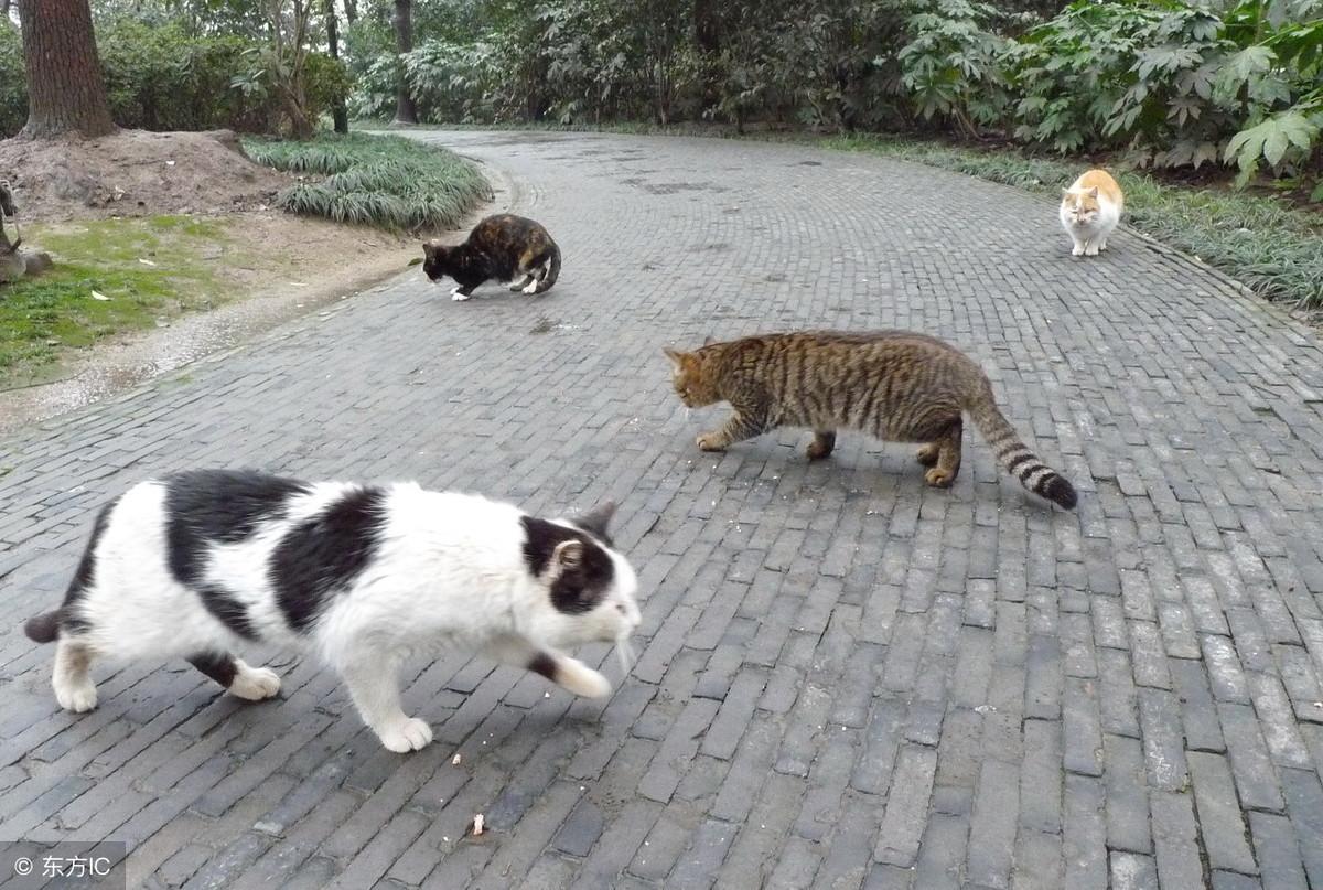 猫咪绝育后能马上洗澡吗? 猫咪绝育后能马上洗澡吗?