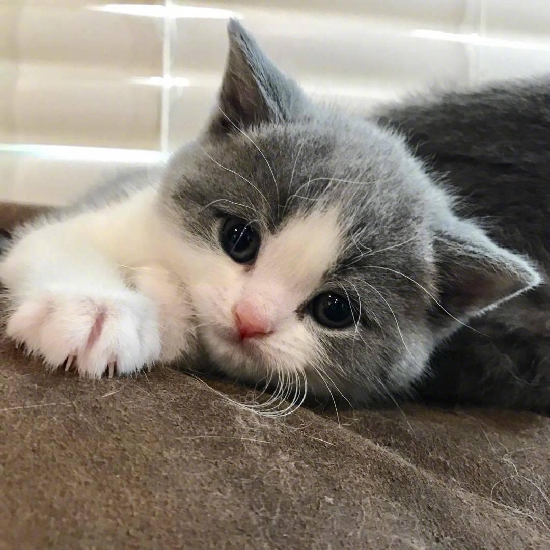 零基础也能画出软萌小奶猫?手残党如何快速掌握猫咪绘画诀窍? 零基础也能画出软萌小奶猫?手残党如何快速掌握猫咪绘画诀窍?