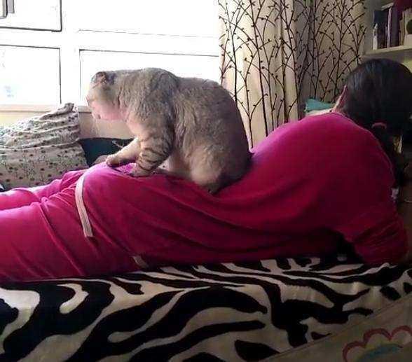 猫咪整天趴着是生病了还是懒得动？