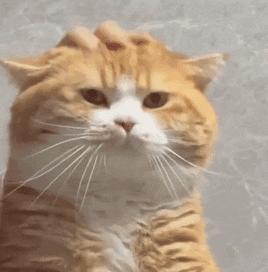 猫咪突然不吃饭只能喝汤怎么办？