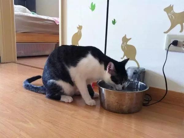 猫主子吃饭总吧唧嘴正常吗？