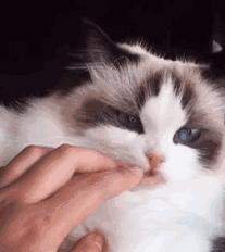 你家猫咪最近频繁舔蛋蛋？当心这个要命问题！